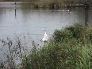 swan.JPG
