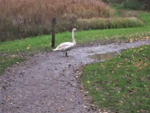 swan3.JPG