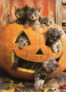 halloween cats.jpg