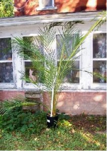 palm tree.JPG