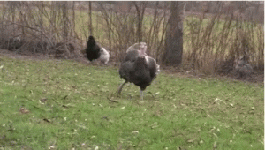 turkey.gif