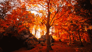 305134183fall-nature-animated-gif-4[1].gif