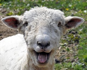 sheep-2.jpg