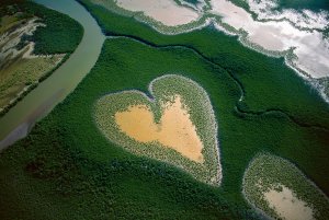 Mangroves in New Caledonia.jpg