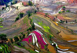 Terraced Rice Fields, China.jpg
