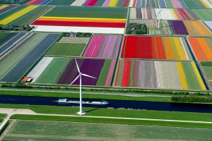 Tulip Fields, The Netherlands.jpg