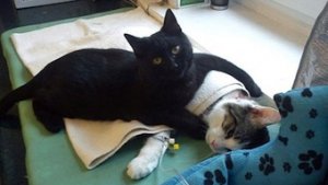 nurse-cat.jpg