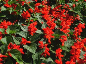 Salvia_splendens12.jpg