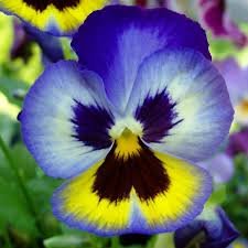 pansy.jpg
