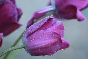 tulipdrop.jpg