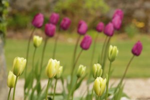 tulips.jpg