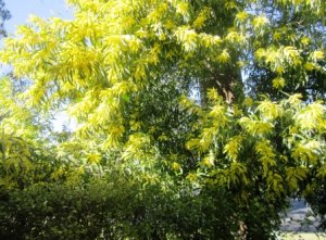 My wattle tree 3.jpg