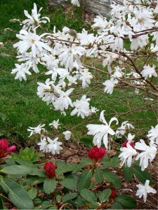 magnoliastellata_rhodie_mid5905.jpg