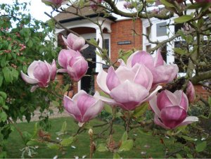 magnolia-tree-201131.jpg
