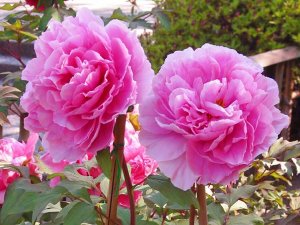 How-to-care-for-peony-bushes-and-trees.jpg