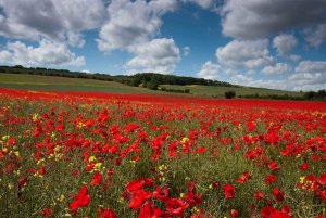 PoppyField.jpg