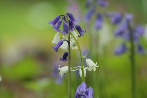 bluebells.jpg