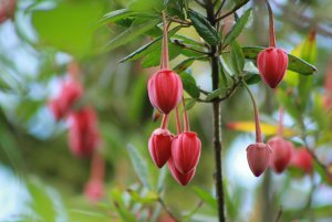 crinodendron.jpg