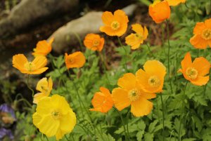 poppies.jpg