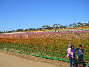 Flowers 001.jpg