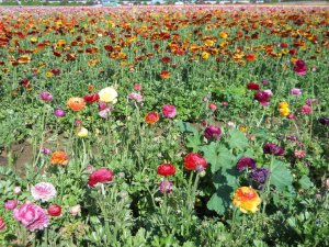 Flowers 009.jpg