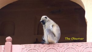 monkey5.jpg