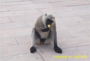 monkey4.jpg