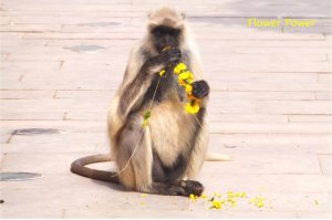 monkey 2.jpg