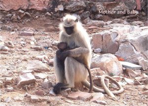 monkey1.jpg
