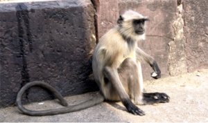 langur.jpg