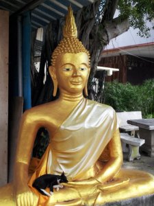 buddhacat.jpg