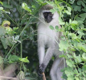 vervet.jpg