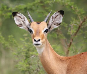 oribi.jpg