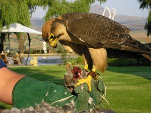 falcon.jpg