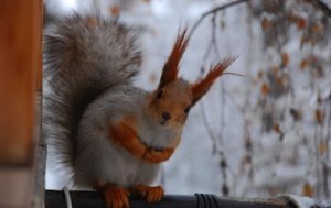 Busy Little Squirrel Mac Wallpapers Winter.jpg