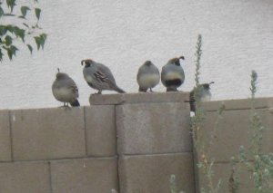our quail family.JPG