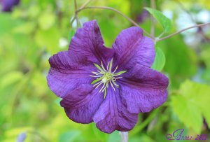 clematis.jpg
