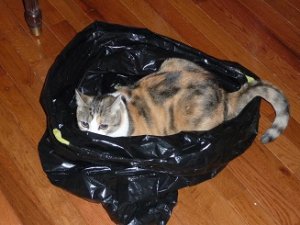 chloe1.jpg