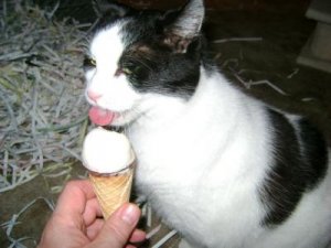 joey ice cream.jpg
