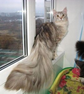 turkish angora.jpg
