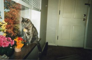 bella window.jpg