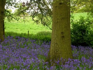 bluebells2.jpg