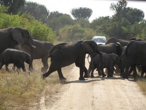 elephants.jpg