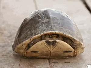 back in my shell.gif