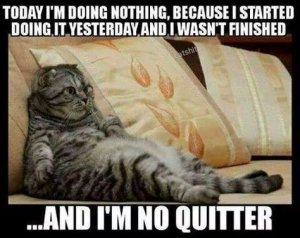 cat doing nothing.jpg