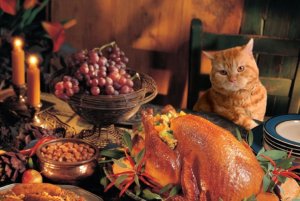 Cat at Thanksgiving.JPG