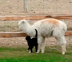 10641912-E7A9-4138-B07F-4249AD17CE29.gif
