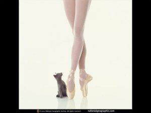 balletrinakitten.jpg