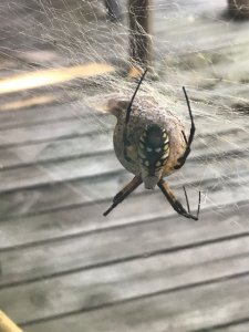 IMG_0140.jpeg