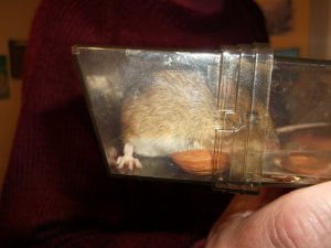 house mouse.JPG